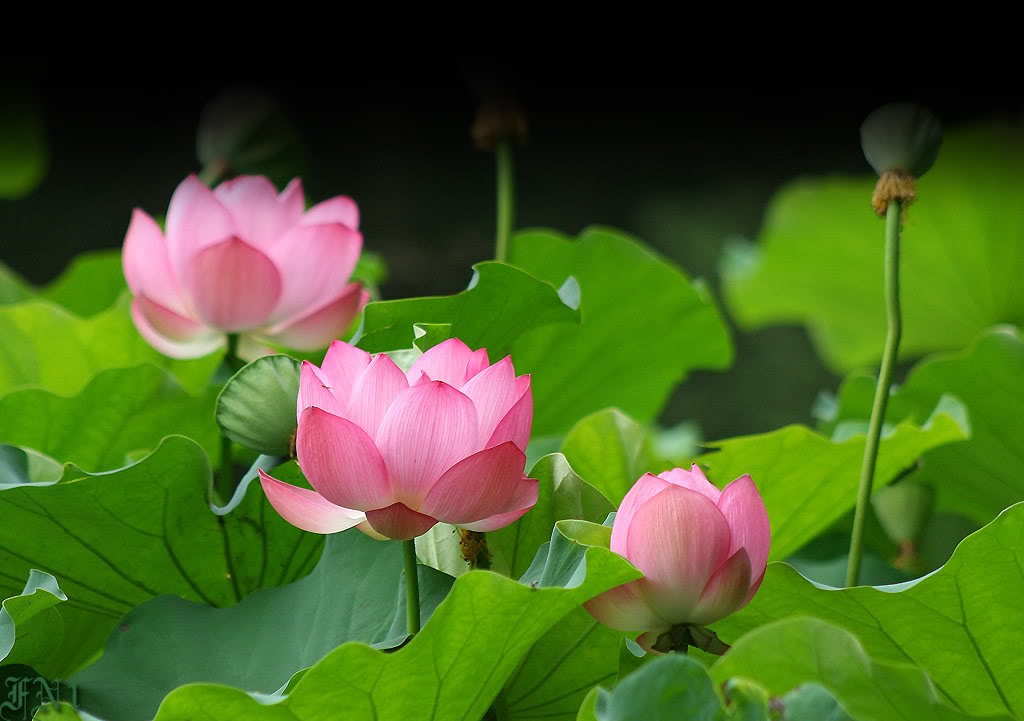Kinh Sống Hòa Hợp