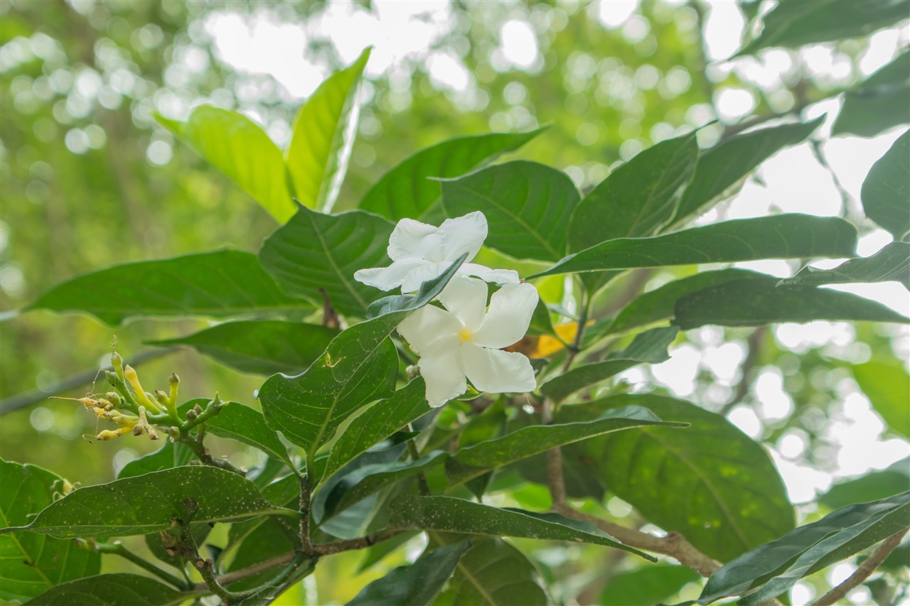 Ảnh 61