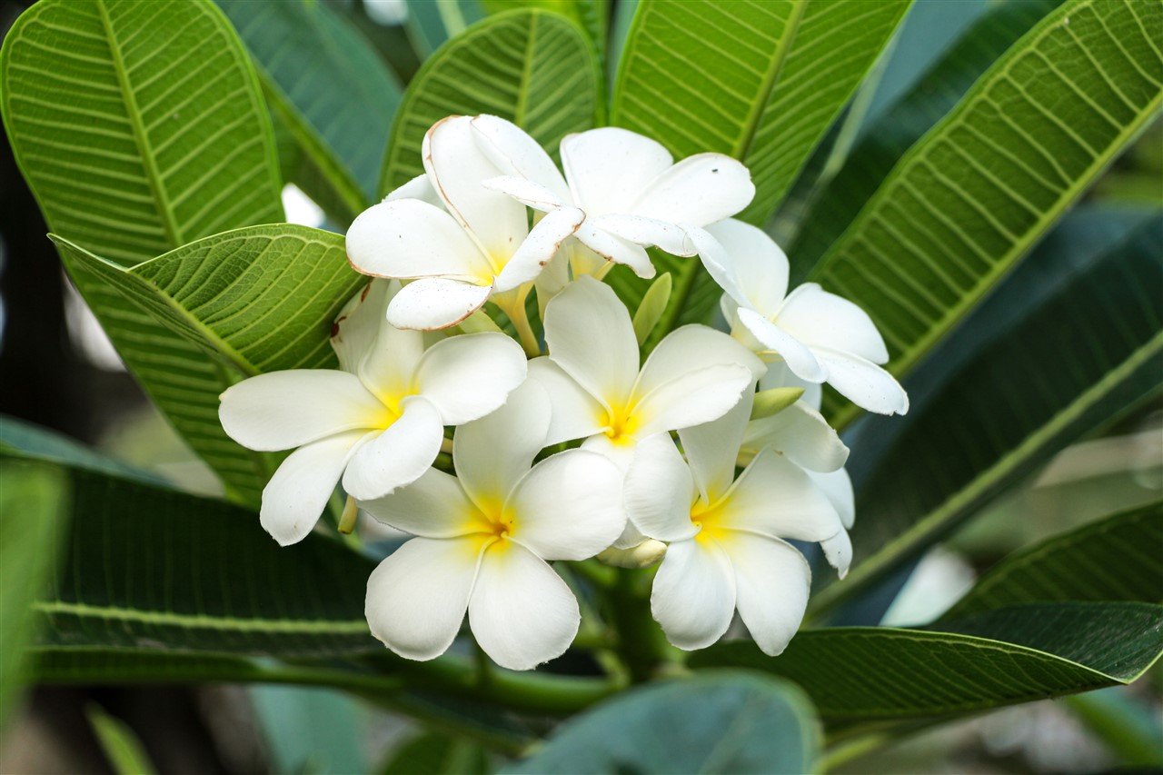 Ảnh 46