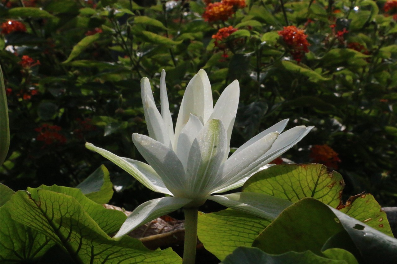 Ảnh 70