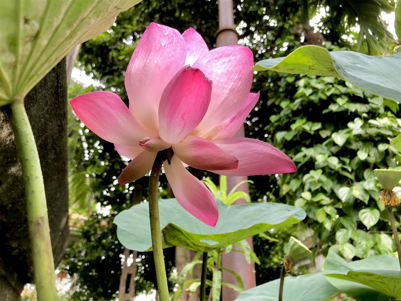 Ảnh 6