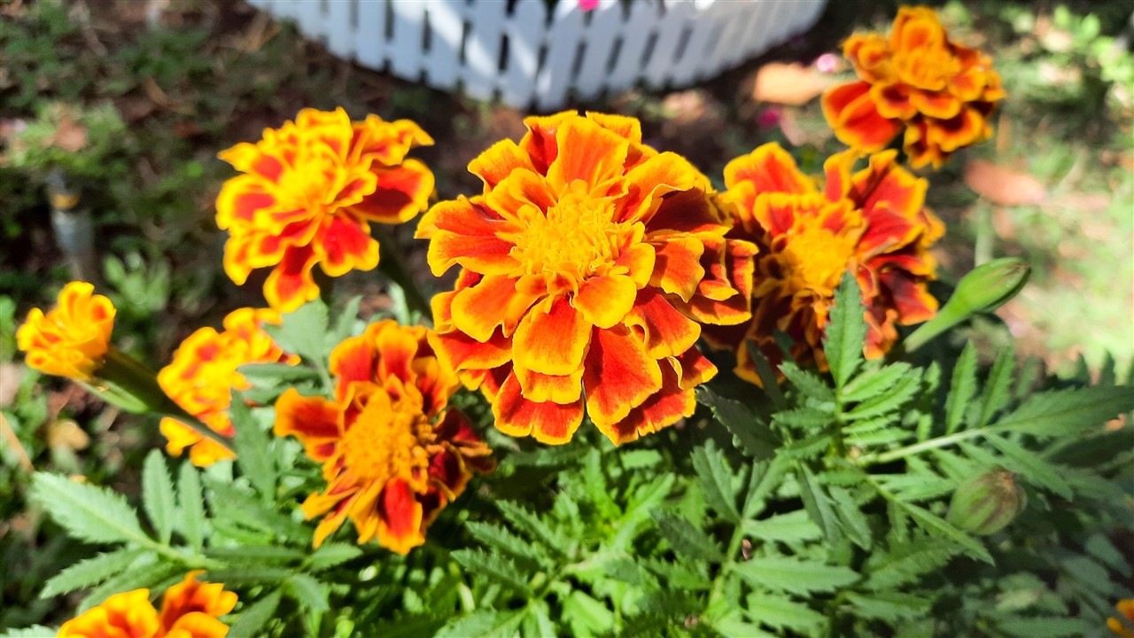 Ảnh 12