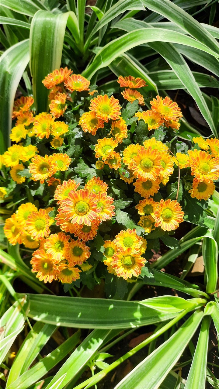 Ảnh 13