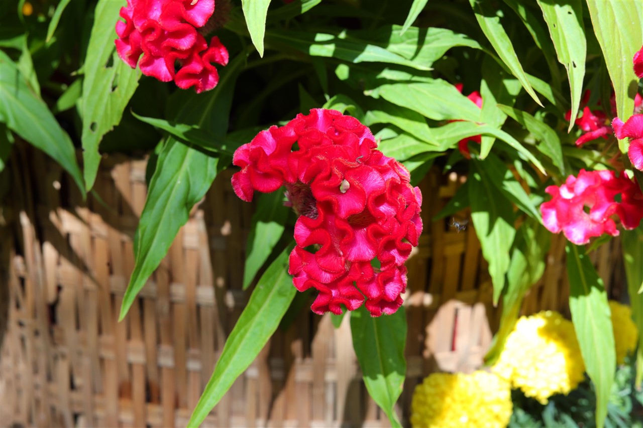 Ảnh 12