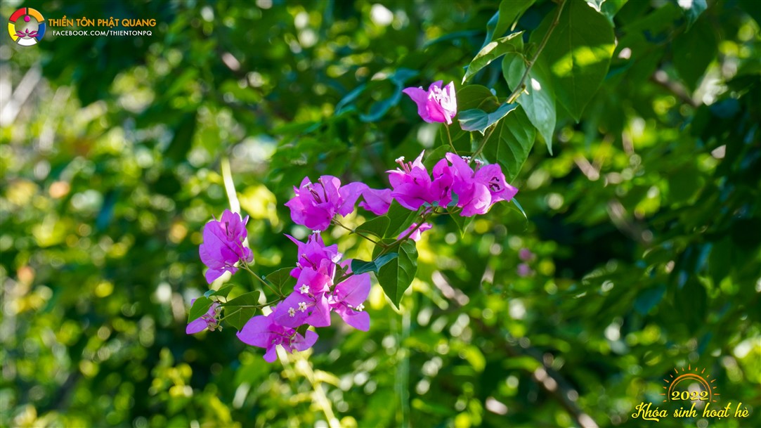 Ảnh 26