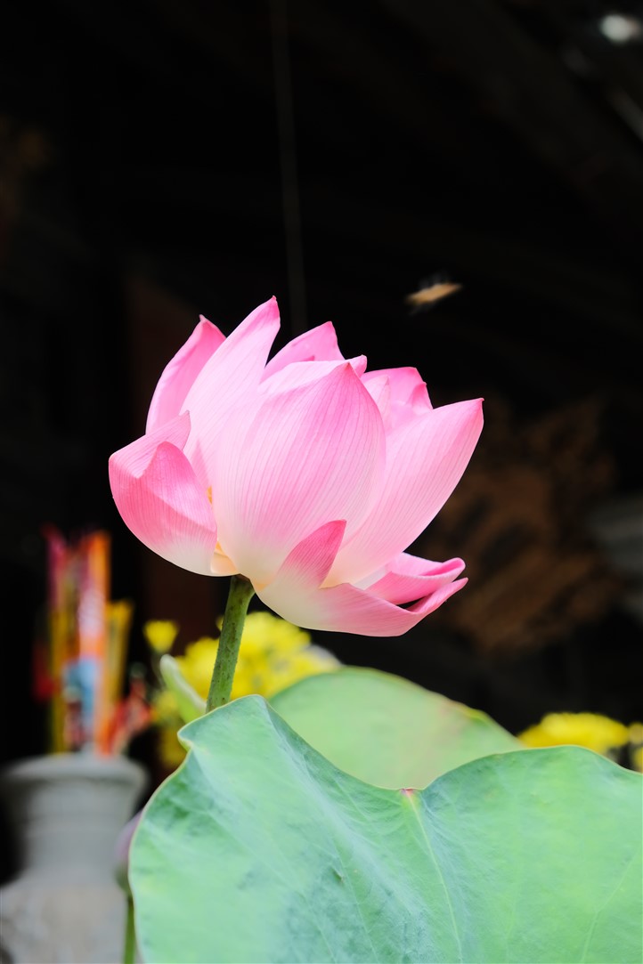 Ảnh 25