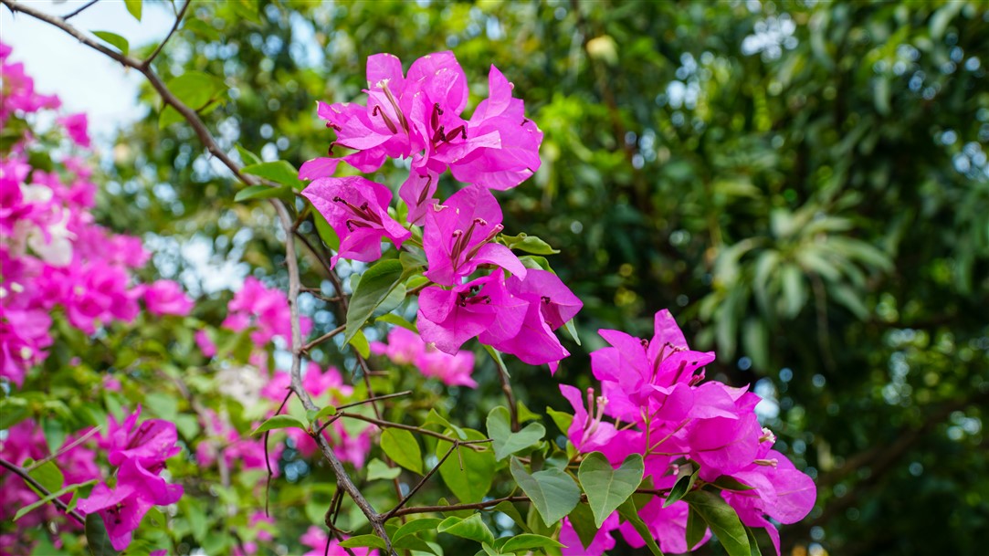Ảnh 78
