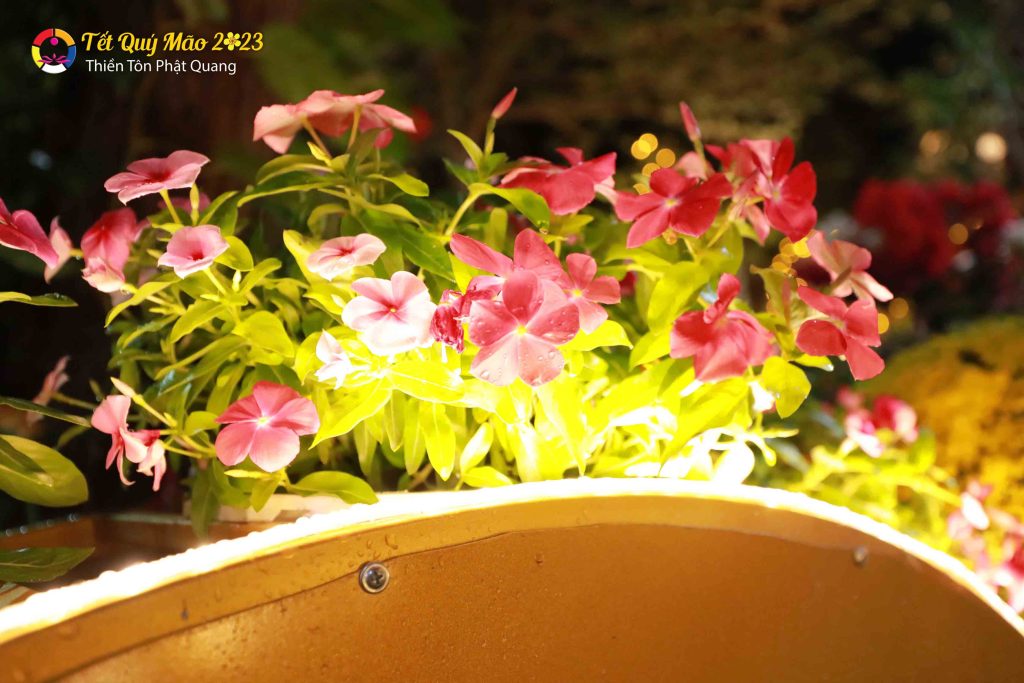 Ảnh 41