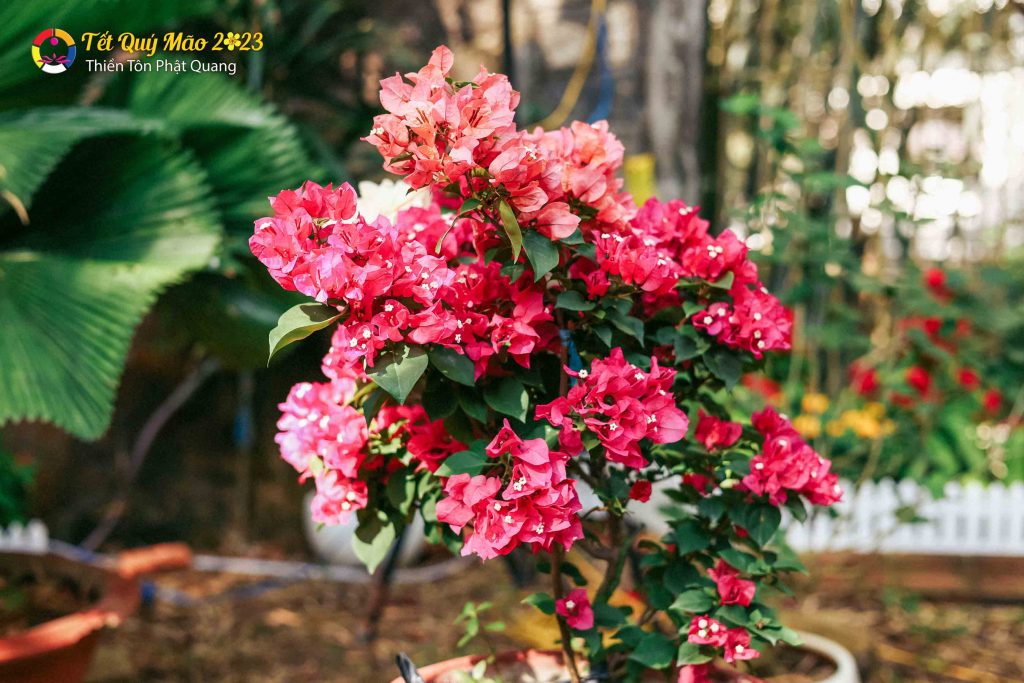 Ảnh 44