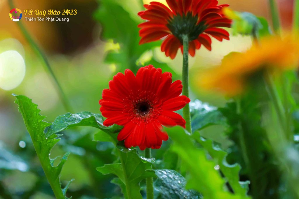 Ảnh 104