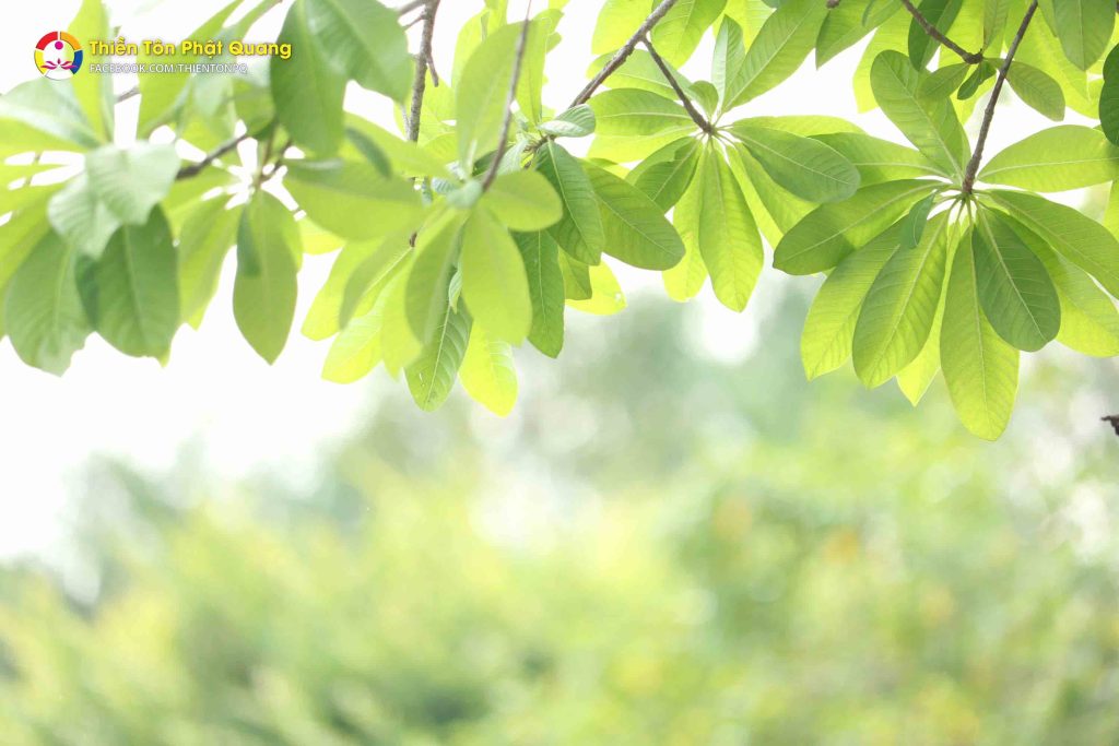 Ảnh 53