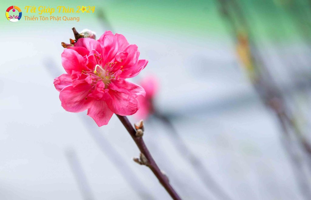 Ảnh 54