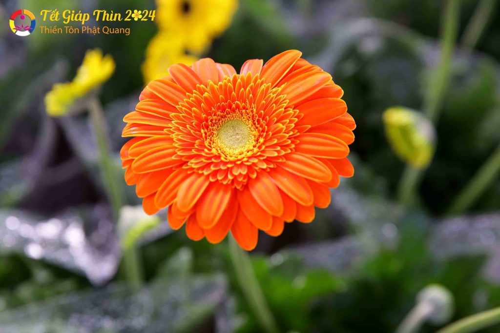 Ảnh 55