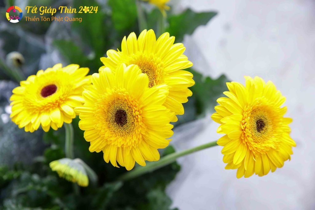 Ảnh 57