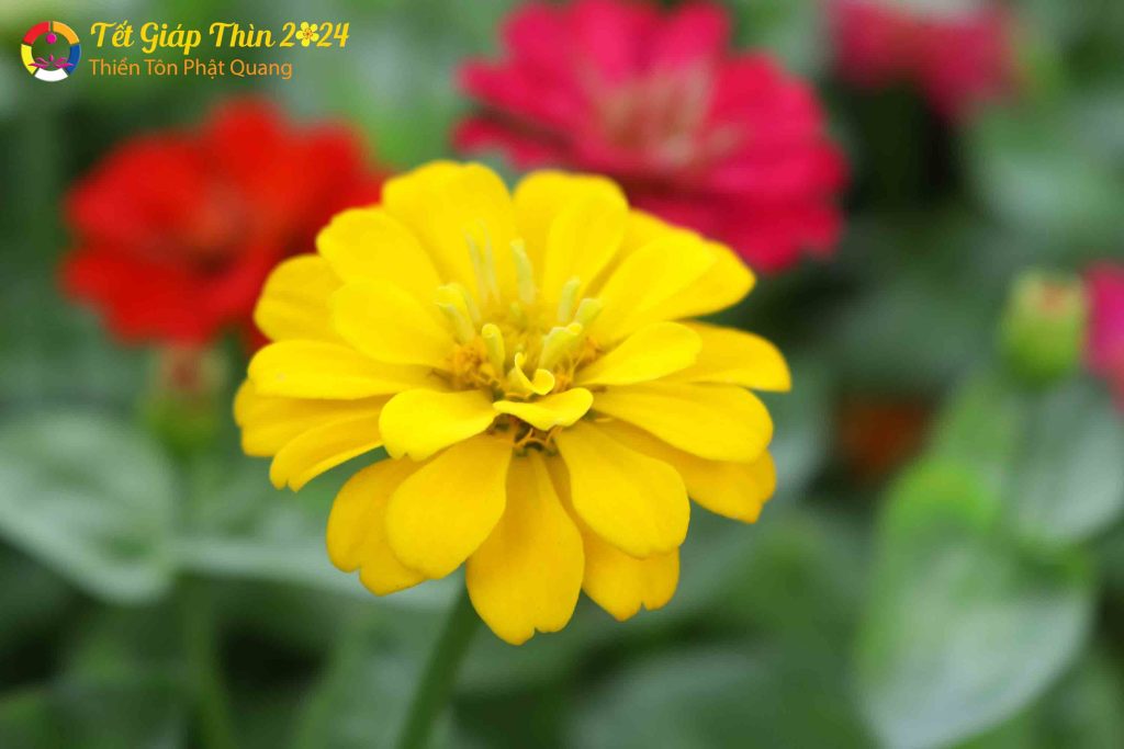 Ảnh 45