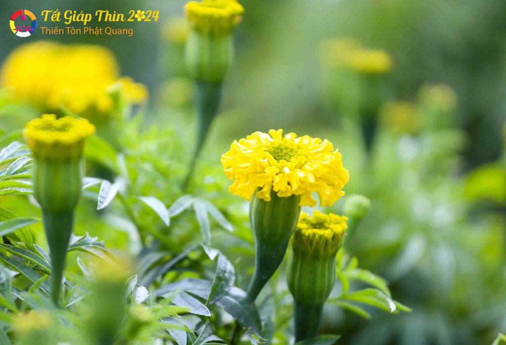 Ảnh 48